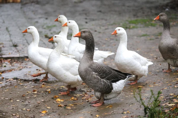 Primer plano de gansos adultos blancos y grises en el patio de la granja. Ganso doméstico — Foto de Stock