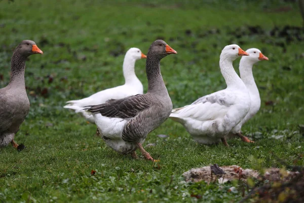 Gros plan des bernaches adultes blanches et grises dans la cour de la ferme. Oie domestique — Photo