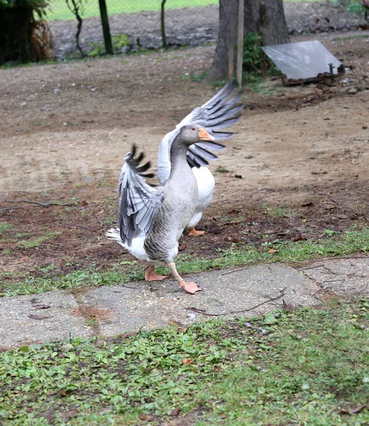 Close-up van witte en grijze volwassen ganzen op het erf. ganzen (huisdieren) — Stockfoto