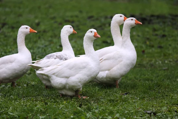 Nahaufnahme von weißen und grauen erwachsenen Gänsen auf dem Hof. Hausbock — Stockfoto