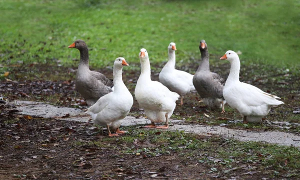 Close-up van witte en grijze volwassen ganzen op het erf. ganzen (huisdieren) — Stockfoto