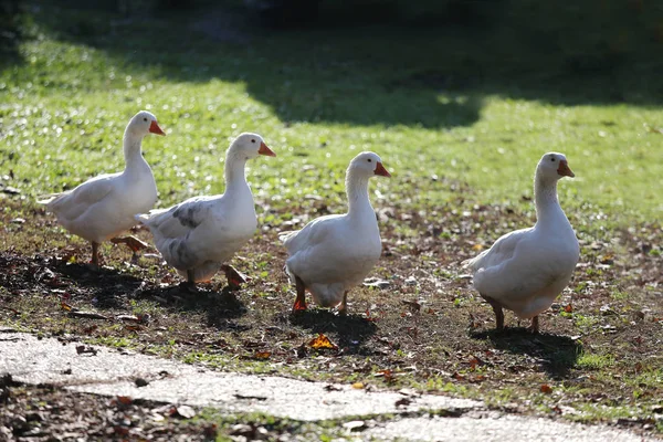 Closeup of white and grey adult geese on farm yard. Domestic goose — Stock Photo, Image