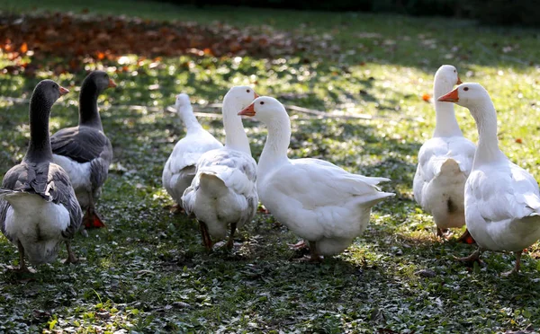 一群家养的白鹅走过一个乡村家禽饲养场 — 图库照片