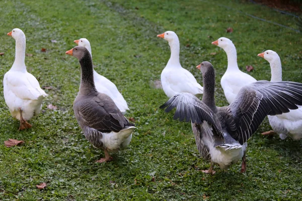 A flock of domestic white geese walk across a rural poultry yard — Stock Photo, Image