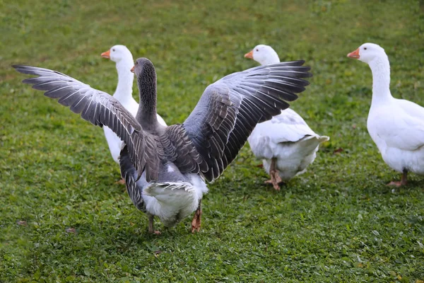 Ein Schwarm einheimischer weißer Gänse läuft über einen ländlichen Geflügelhof — Stockfoto