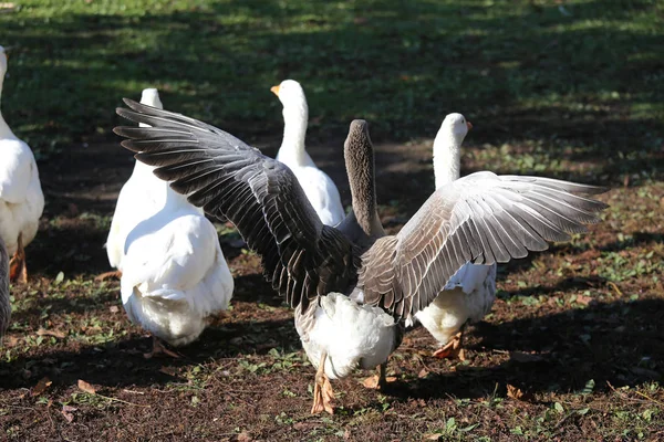 Um bando de gansos brancos domésticos caminham através de um pátio de aves rurais — Fotografia de Stock