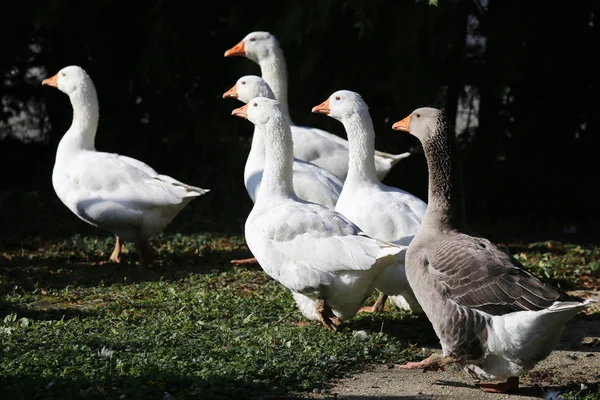 Um bando de gansos brancos domésticos caminham através de um pátio de aves rurais — Fotografia de Stock