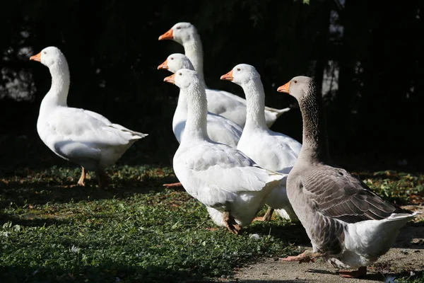 Een kudde tamme witte ganzen loopt over een landelijke pluimveehouderij — Stockfoto