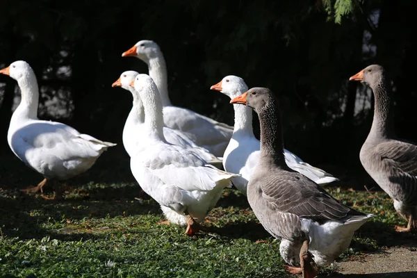 Um bando de gansos brancos domésticos caminham através de um pátio de aves rurais — Fotografia de Stock