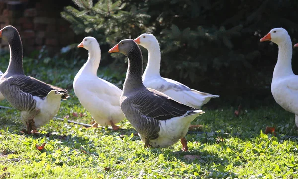 Egy csapat házi fehér liba sétál át egy vidéki baromfiudvaron. — Stock Fotó