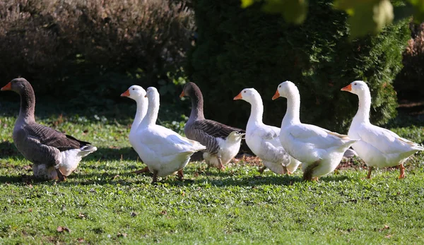 Um bando de gansos brancos domésticos caminham através de um pátio de aves rurais — Fotografia de Stock