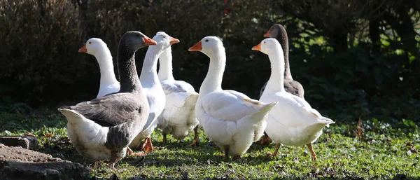 Um bando de gansos brancos domésticos caminham através de um pátio de aves rurais — Fotografia de Stock