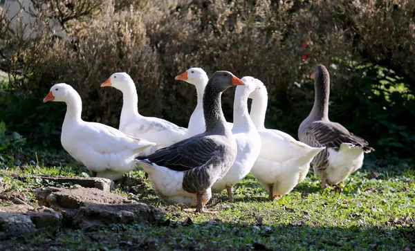 Зграя домашніх білих гусей прогулюється через сільський пташиний двір — стокове фото