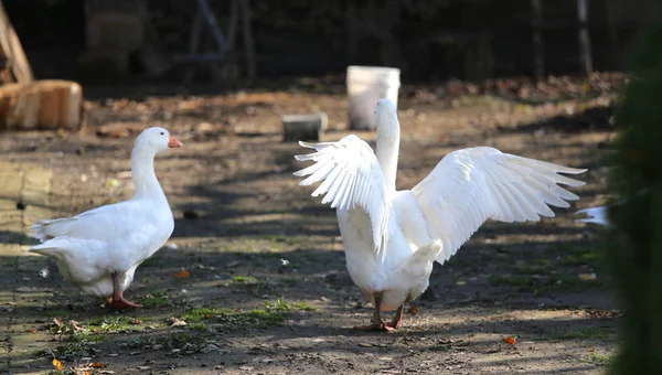 Ein Schwarm einheimischer weißer Gänse läuft über einen ländlichen Geflügelhof — Stockfoto