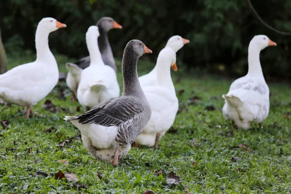 A flock of domestic white geese walk across a rural poultry yard — Stock Photo, Image