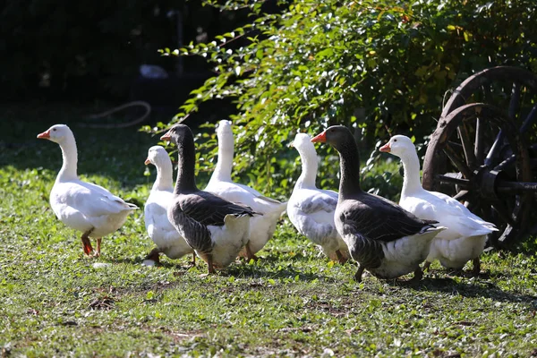 Una bandada de gansos blancos domésticos atraviesa un corral rural — Foto de Stock