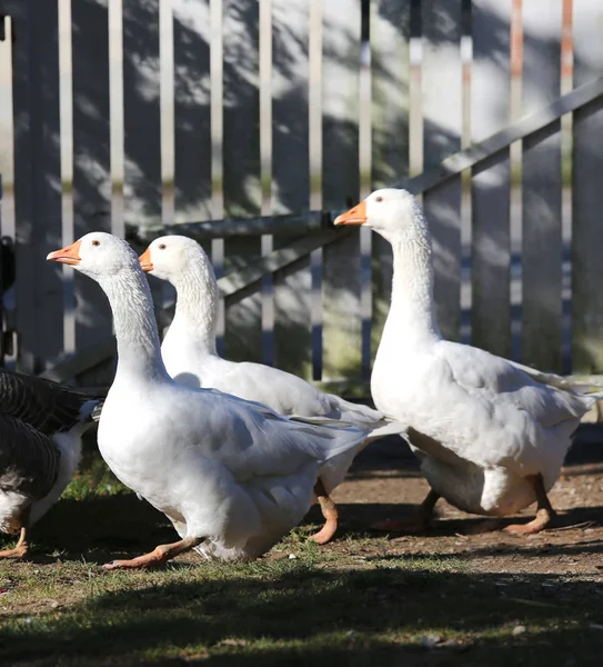 Egy csapat házi fehér liba sétál át egy vidéki baromfiudvaron. — Stock Fotó