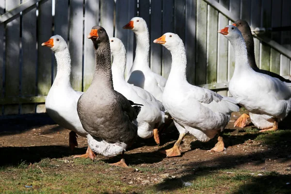 Um bando de gansos brancos domésticos caminham através de um pátio de aves rurais — Fotografia de Stock