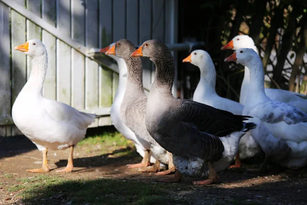 Стая домашних белых гусей гуляет по сельской птицефабрике — стоковое фото