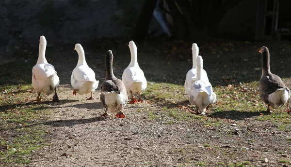 Ein Schwarm einheimischer weißer Gänse läuft über einen ländlichen Geflügelhof — Stockfoto