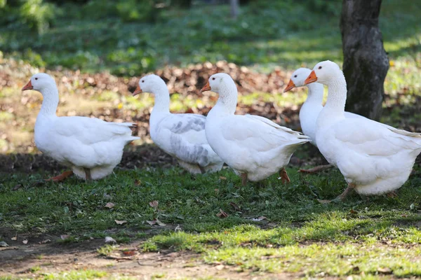 Un troupeau d'oies blanches domestiques traverse une basse-cour rurale — Photo