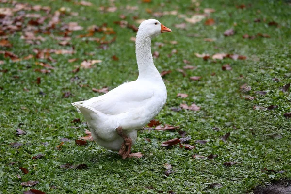 Primer plano de gansos adultos blancos y grises en el patio de la granja. Ganso doméstico —  Fotos de Stock