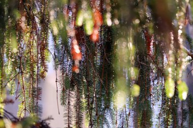 Çam ağacı arka planı güneş ışığına karşı. Doğa arkaplanı 