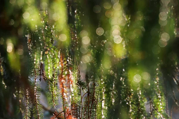 Листя на сосновому дереві в різдвяний час в природному сосновому лісі — стокове фото