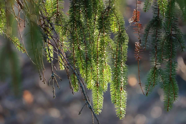 太陽の光を背景に松の木の自然。自然背景 — ストック写真