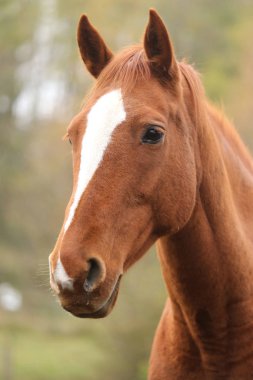 Çiftlikteki genç bir safkan aygırın baş portresi. 