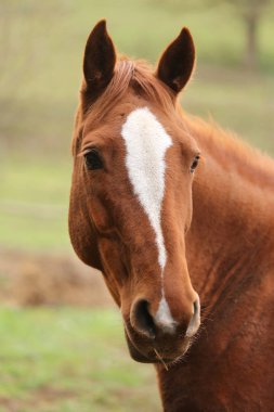 Çiftlikteki genç bir safkan aygırın baş portresi. 