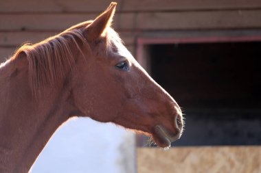 Genç bir safkan aygırın baş portresi çiftlikte sonbahar havasında