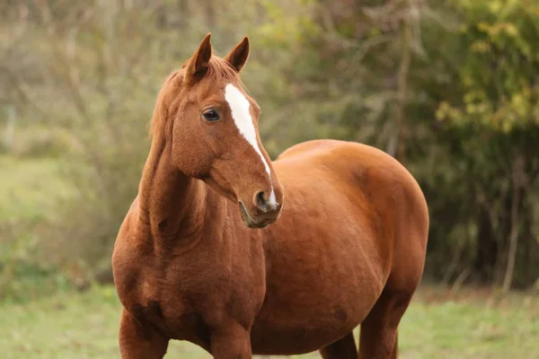 Head portrait of a young thoroughbred stallion on ranch autumnal — Stock Photo, Image