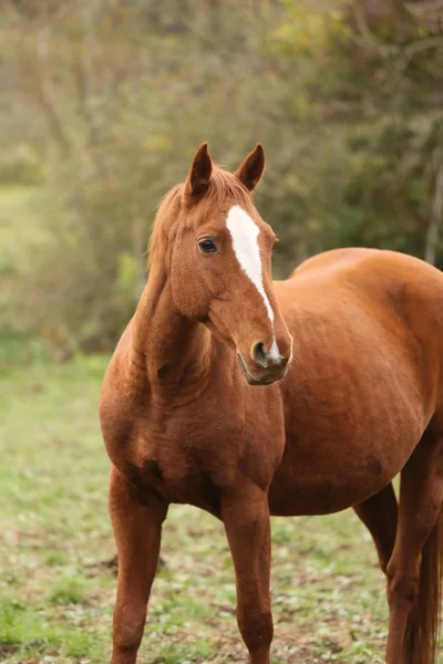 Head portrait of a young thoroughbred stallion on ranch autumnal weather — Stock Photo, Image