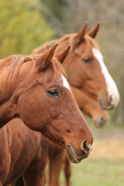 Huvudporträtt av en ung fullblod hingst på ranch — Stockfoto