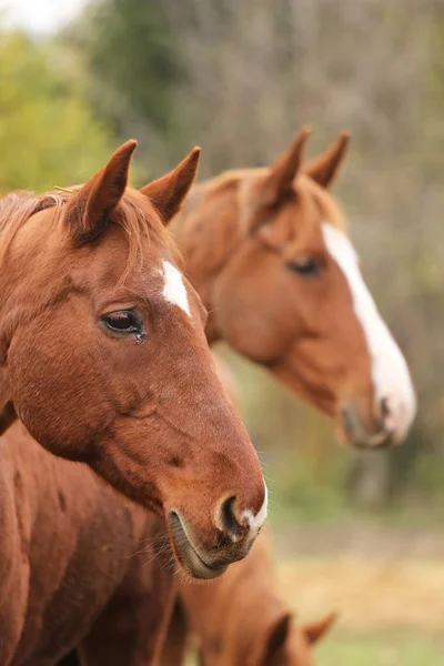 stock image Head portrait of a young thoroughbred stallion on ranch 