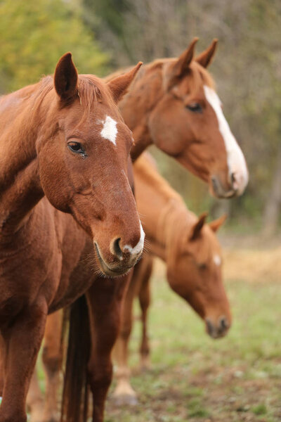 Head portrait of a young thoroughbred stallion on ranch 