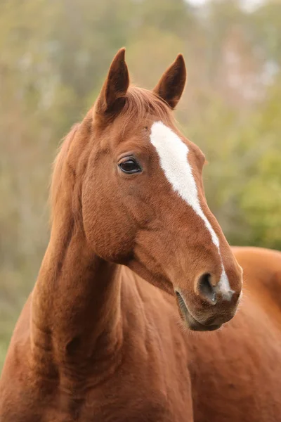 Head portrait of a young thoroughbred stallion on ranch — Stock Photo, Image