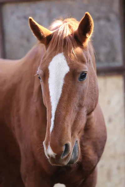Portrét hlavy mladého plnokrevného hřebce na ranči — Stock fotografie