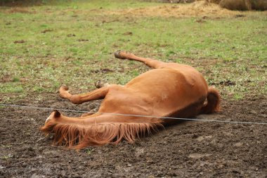 Eyer atı sırtüstü uzanıp çiftlikte çamurda yuvarlanmak için eğleniyor.