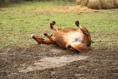 Eyer atı sırtüstü uzanıp çiftlikte çamurda yuvarlanmak için eğleniyor.