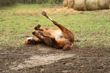  Genç aygır, kumda sonbahar havasında banyo yapıyor.