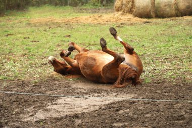  Genç aygır, kumda sonbahar havasında banyo yapıyor.