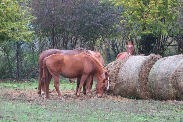 Chevaux de race qui mangent du foin dans une ferme animale rurale — Photo