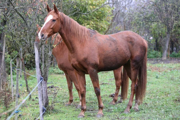 Purebred horse posing for cameras on rural animal farm — Stock Photo, Image