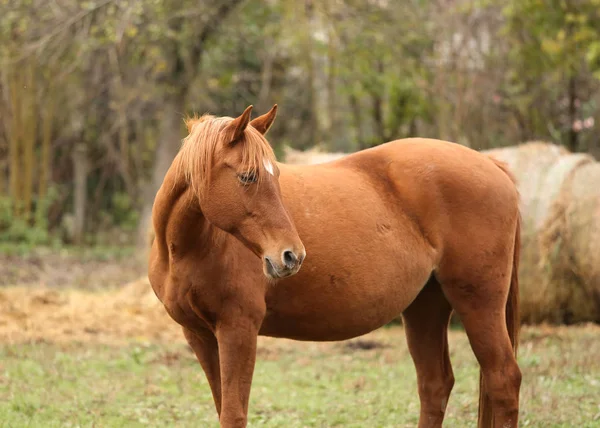 Cavalo de raça pura posando para câmeras na fazenda animal rural — Fotografia de Stock