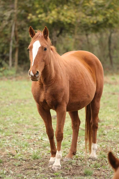 田舎の動物農場で若い純血種の馬の閉鎖秋 — ストック写真