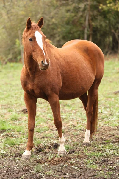 Primer plano de un joven caballo de raza pura en la granja rural de animales otoñales —  Fotos de Stock