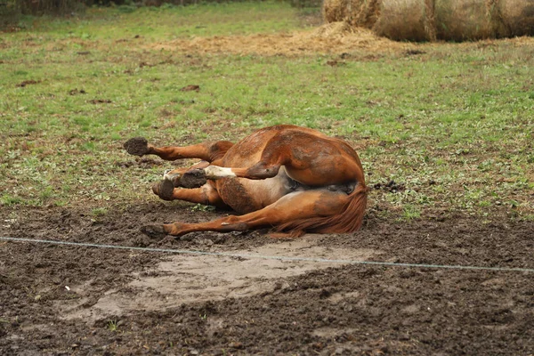 Eyer atı sırtüstü uzanıp çiftlikte çamurda yuvarlanmak için eğleniyor. — Stok fotoğraf