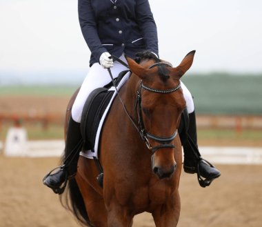  Kapıdaki yarışmamızda bir binicilik atının kafasından vurulmuş.